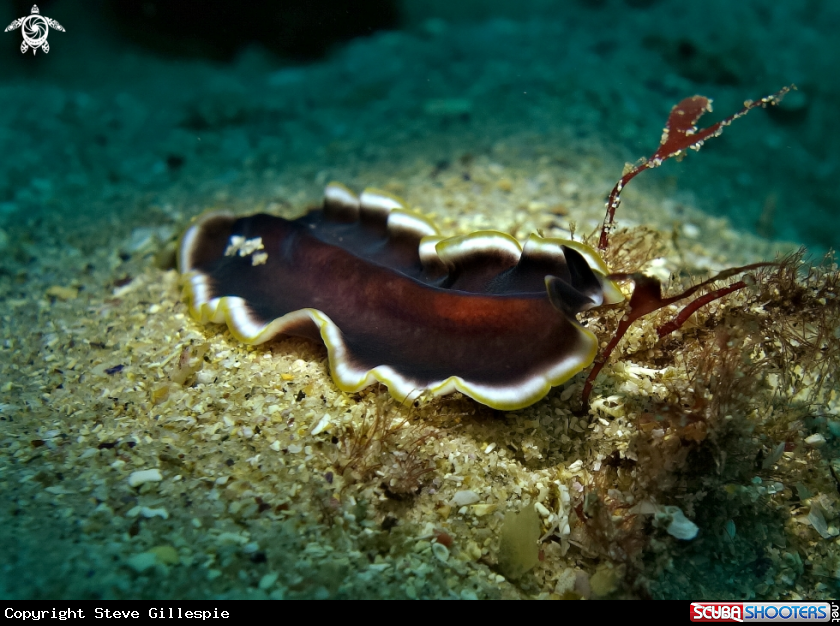 A Flatworm