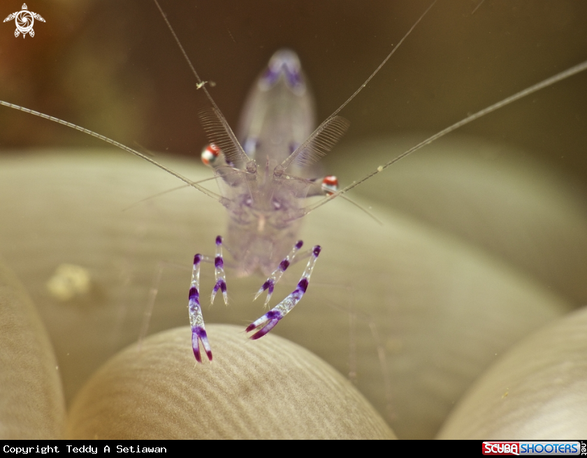 A anemon shrimp