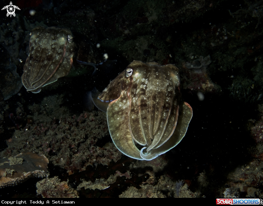 A cuttle fish 
