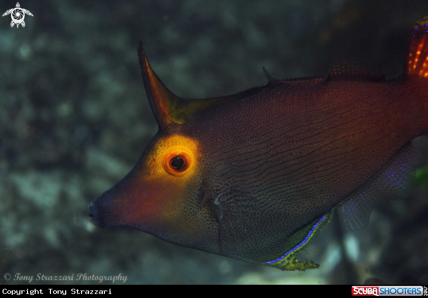 A Yellow-eyed leatherjecket