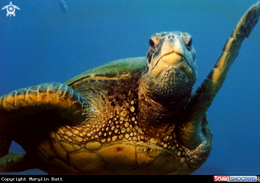 A Green Sea Turtle