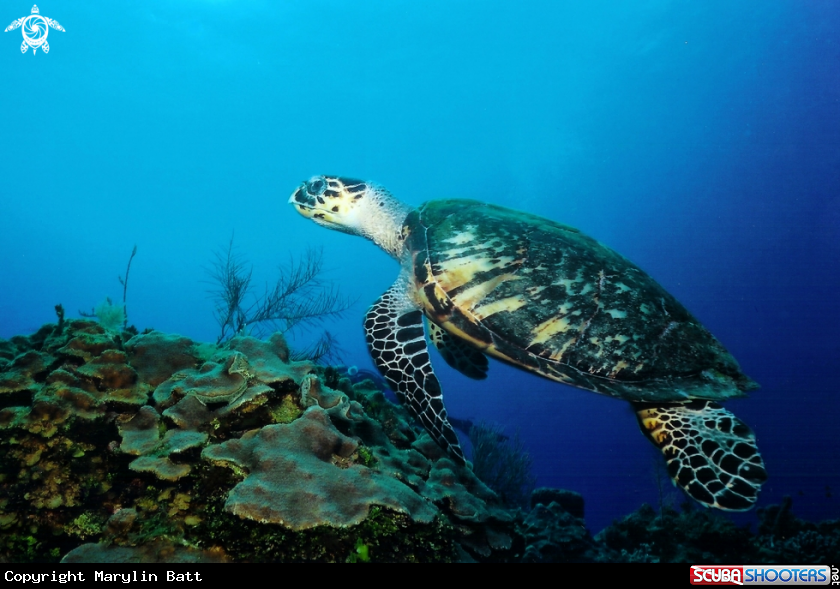A Hawksbill Turtle