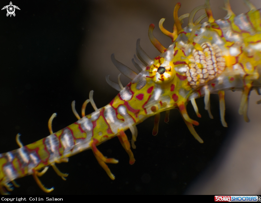 A Ornate ghost pipefish