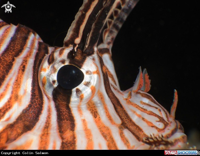 A Lionfish