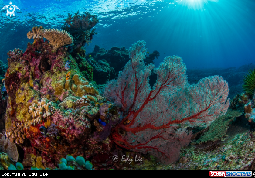 A Soft Coral