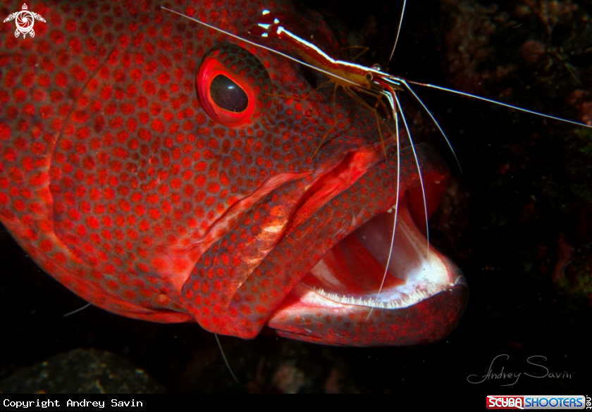 A Grouper with shrimp