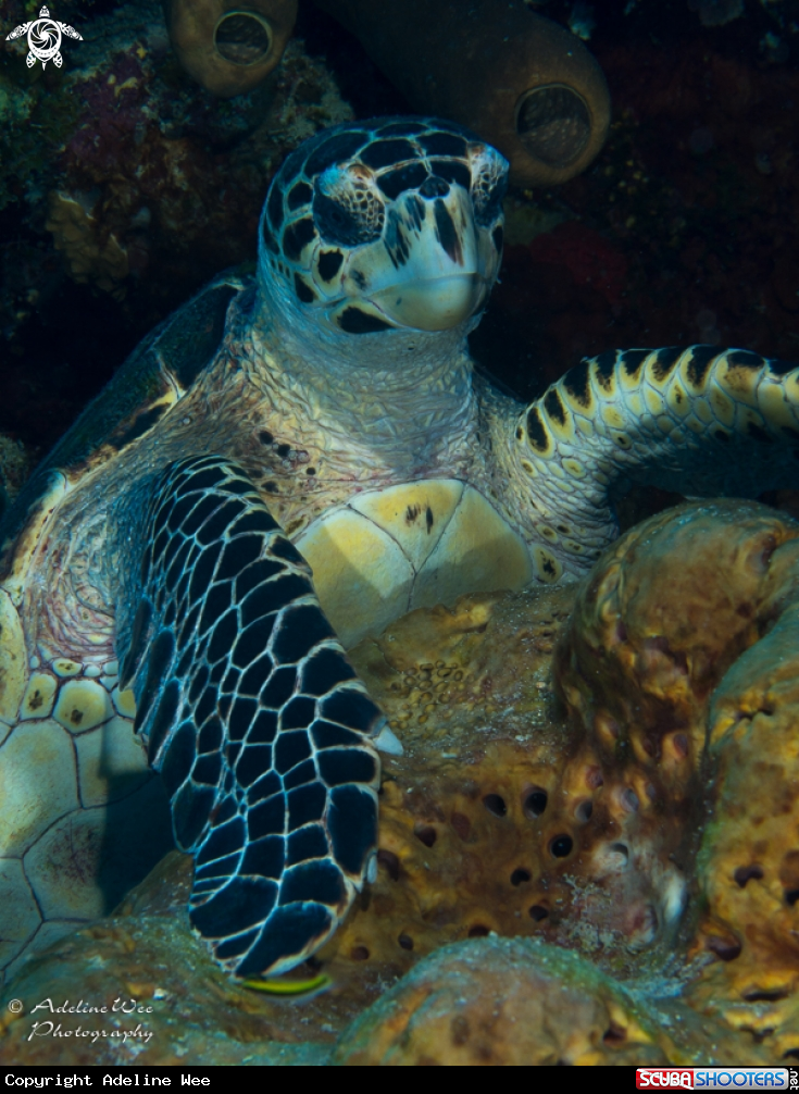 A Hawksbill turtle