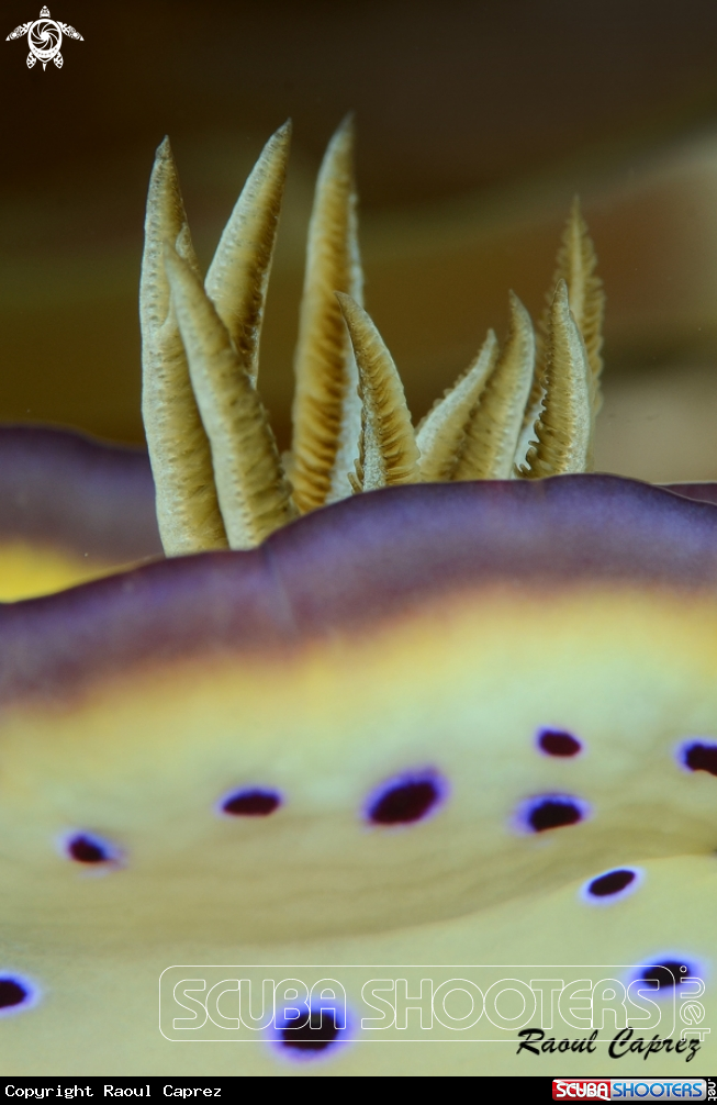 A Goniobranchus (Chromodoris) 