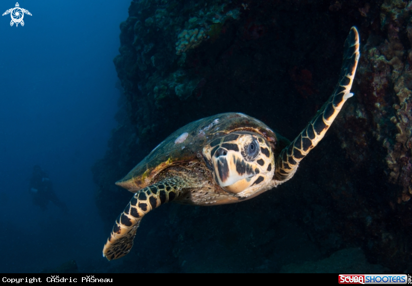 A hawksbill  turtle