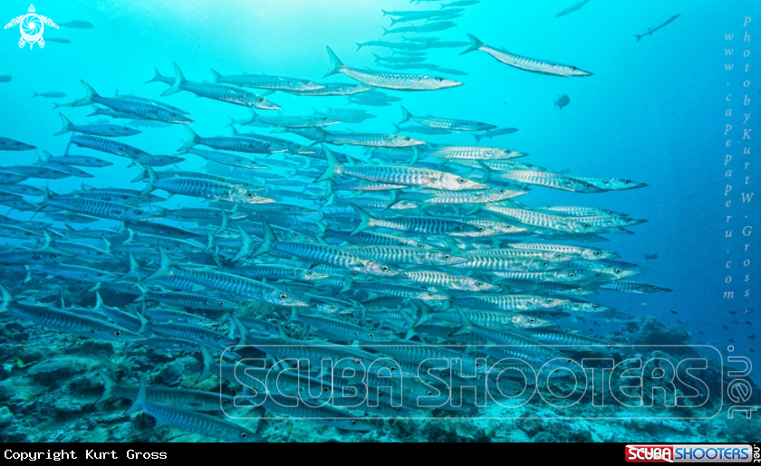 A Blacktail Baracuda