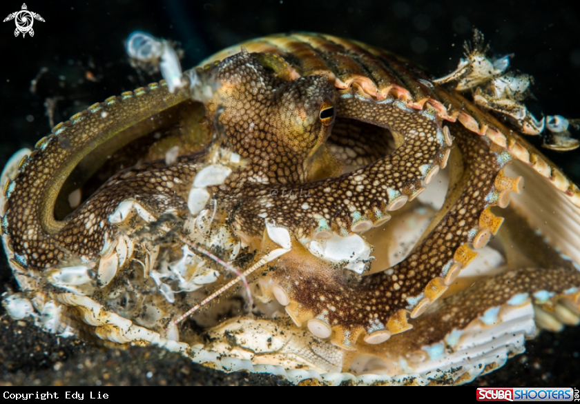A Coconut Octopus