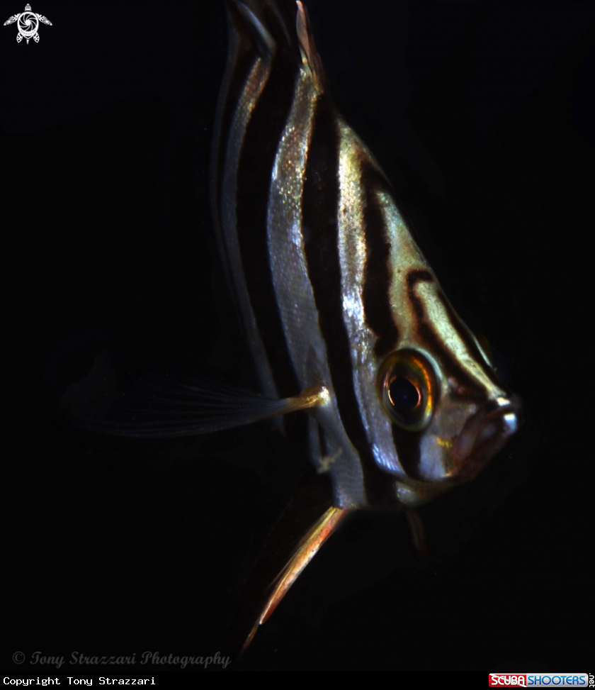 A Old wife