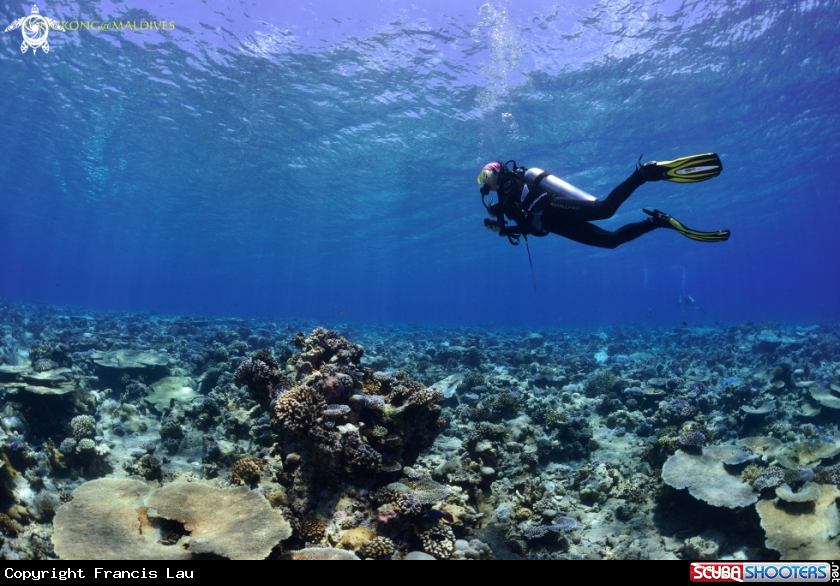 A Shallow water