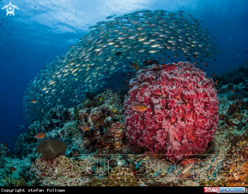 A Oxeye Scad