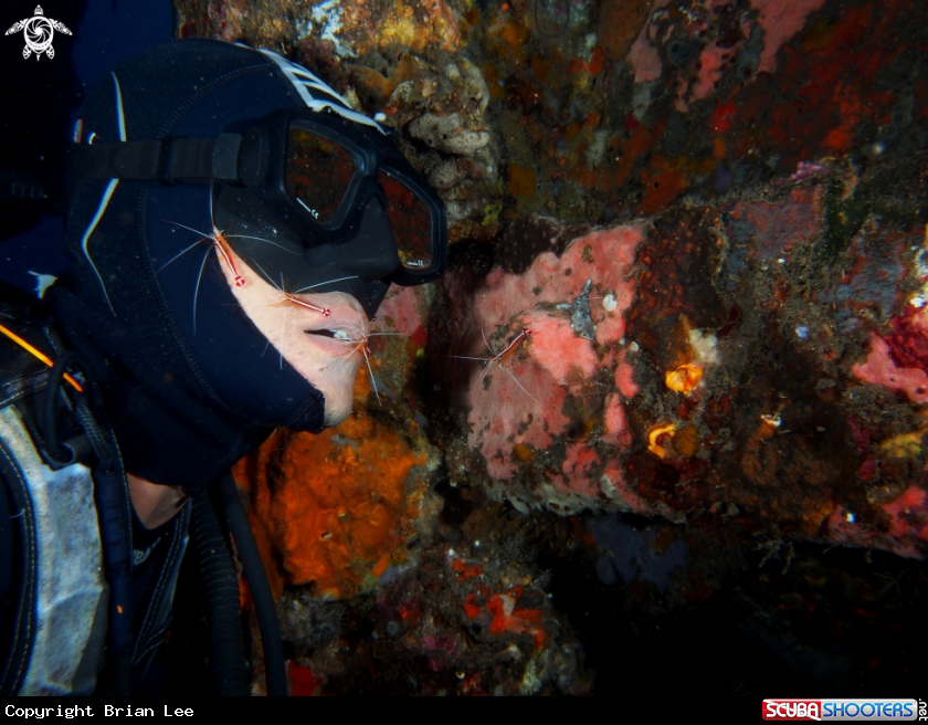 A Cleaner Shrimp