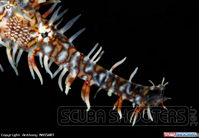 A Ghost PipeFish