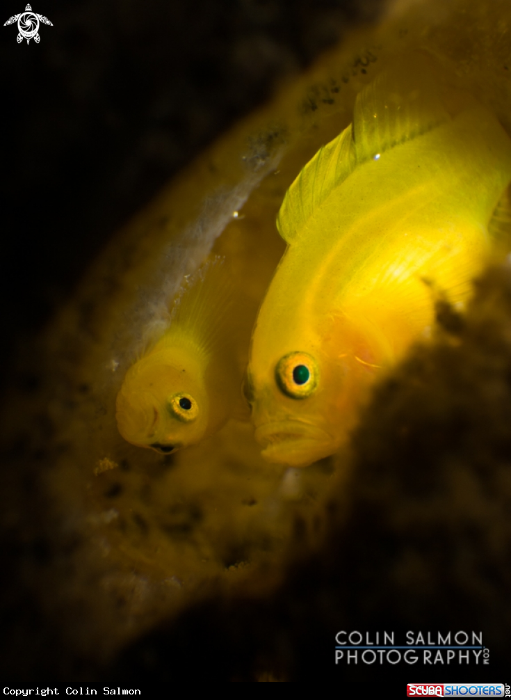 A Dinah's gobies