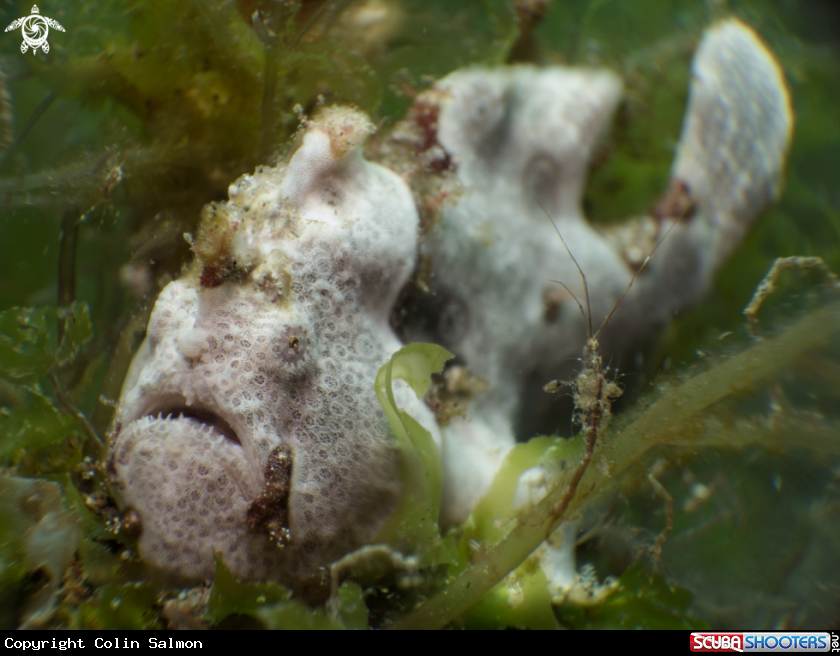 A Painted frogfish & Skeleton shrimp