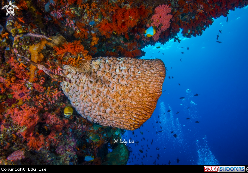 A Soft Coral
