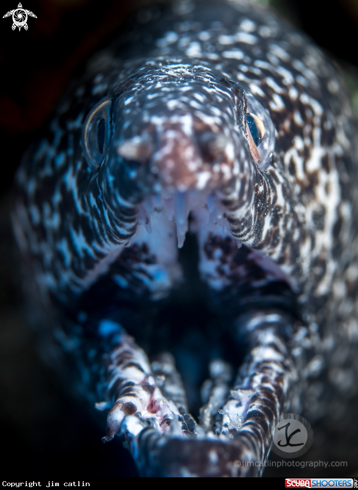 A Spotted Moray Eel