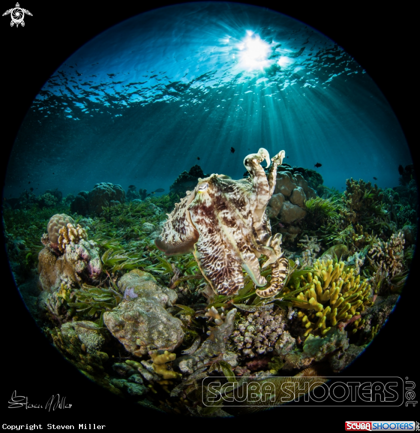 A Cuttlefish