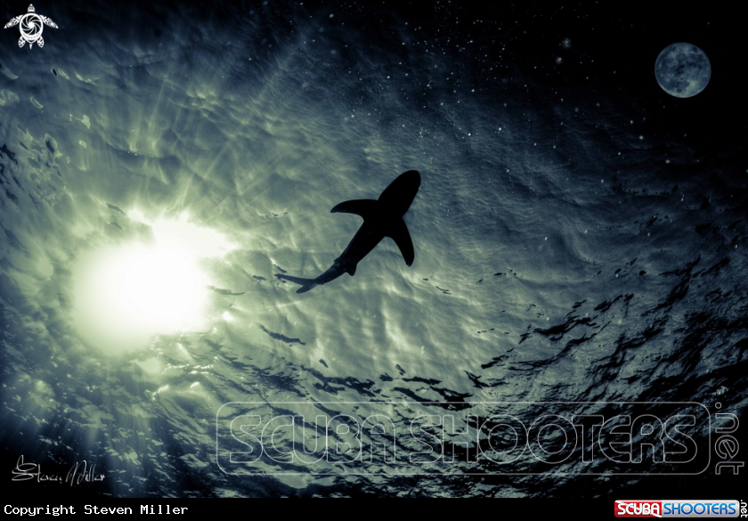 A Oceanic Whitetip Shark
