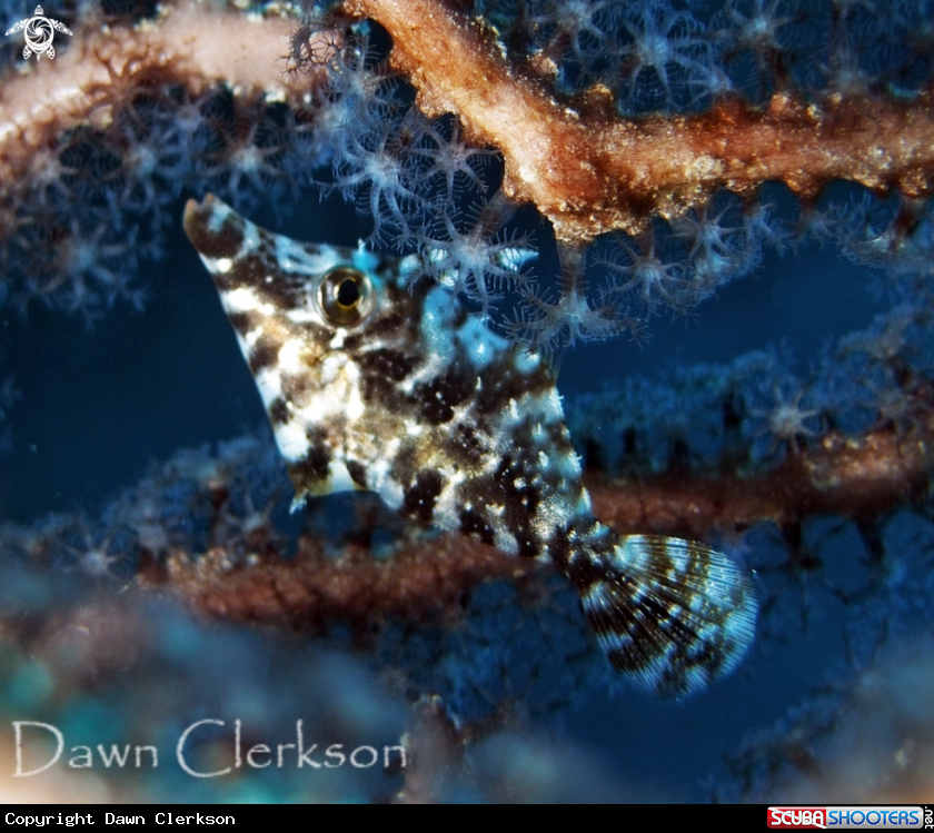 A Slender Filefish