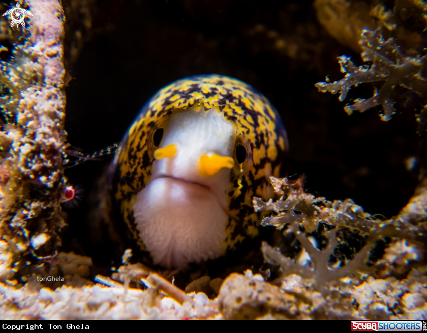 A Snow Flakes Eel