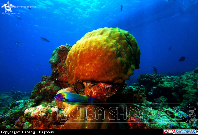 A Pointe Aux Piments reef,5 metres