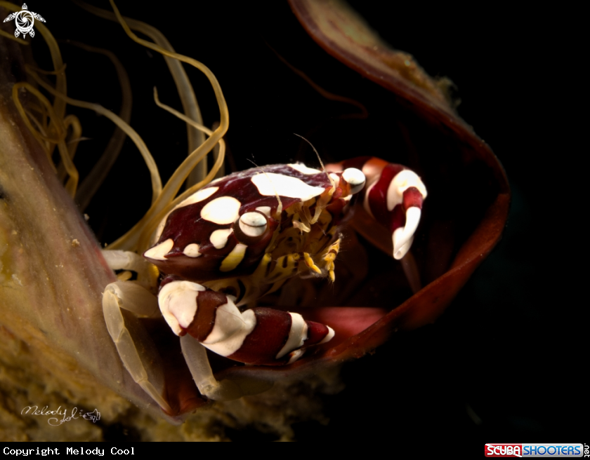 A Crab