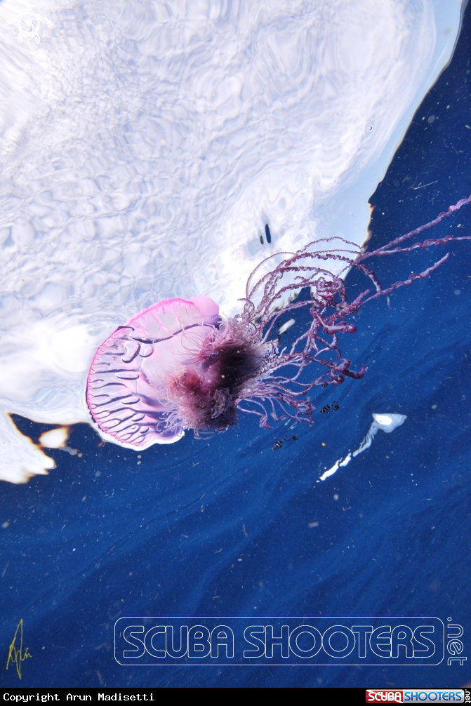 A Physalia
