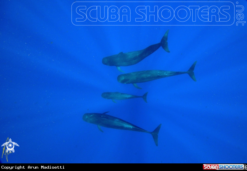 A Pilot Whales