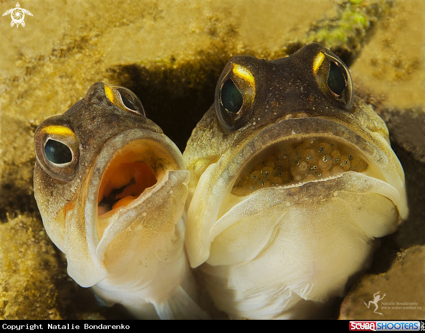 A Jaw fish