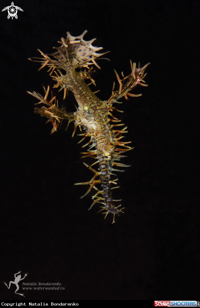 A Ornate Ghost Pipe-fish