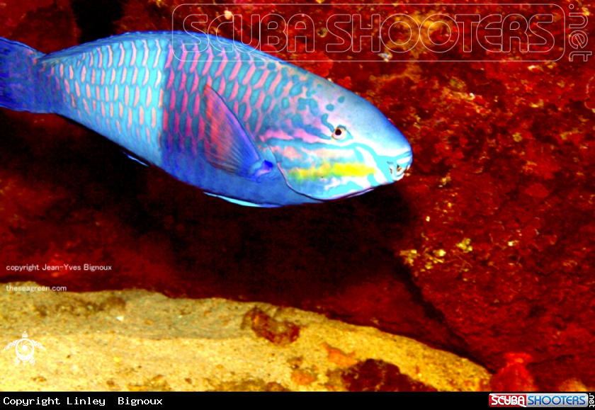 A Parrot Fish