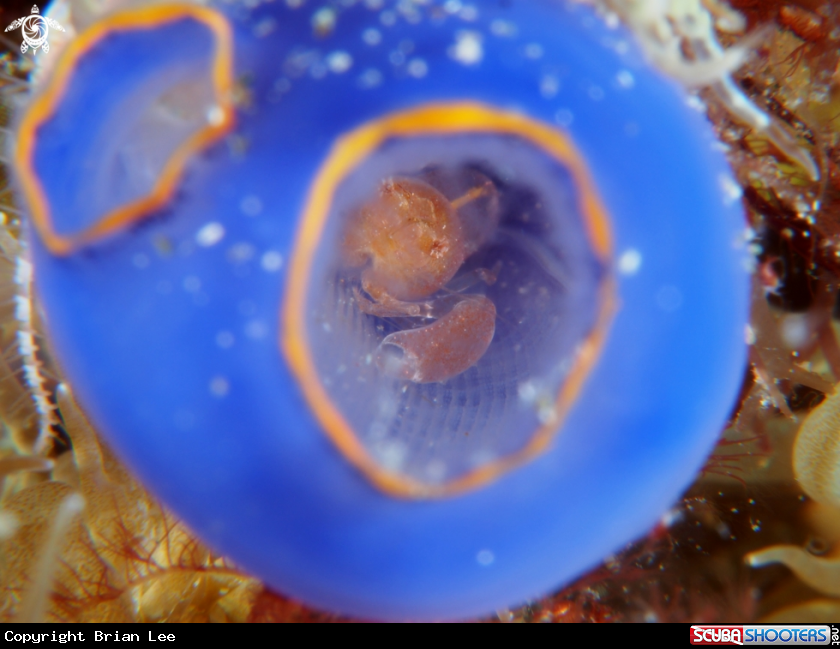 A Pistol Shrimp in Sea Squirt
