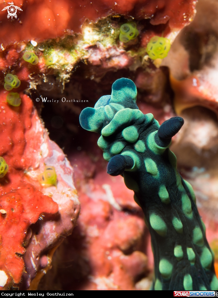 A Nudibranch