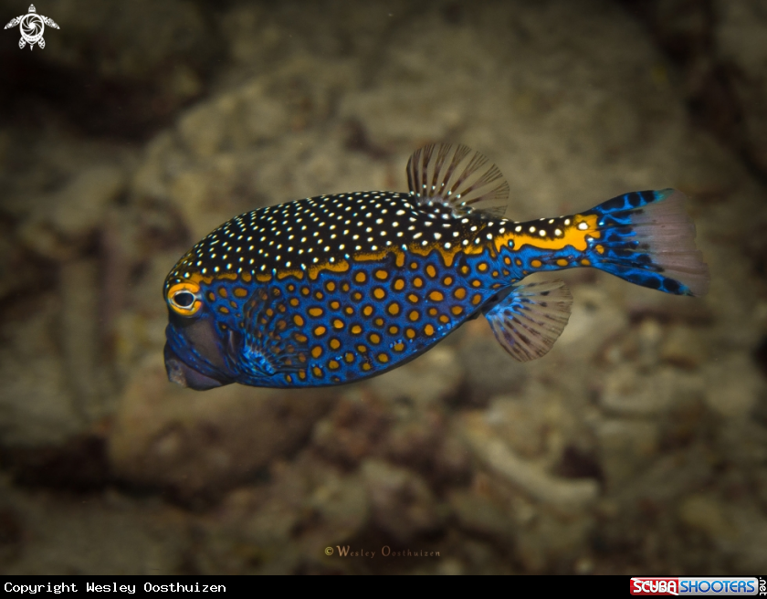 A White-spotted boxfish