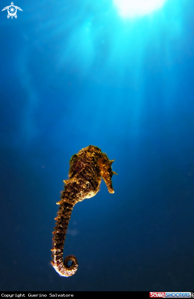 A Hippocampus