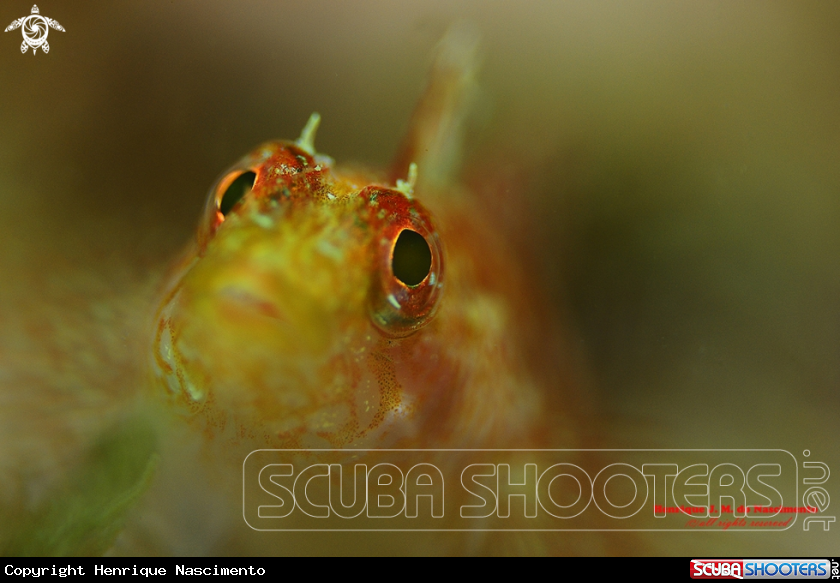 A fish :)