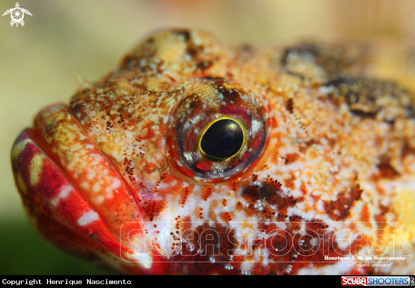 A Fish