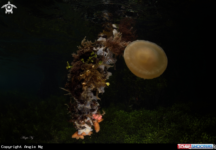 A jelly fiches