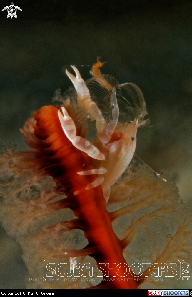 A Porzellan Crab