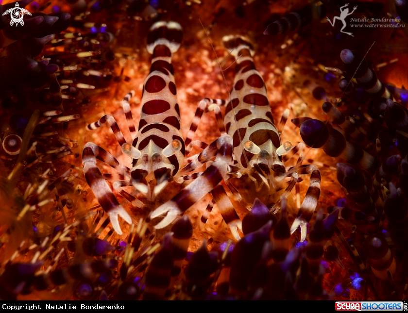 A Coleman shrimps on fire sea urcin