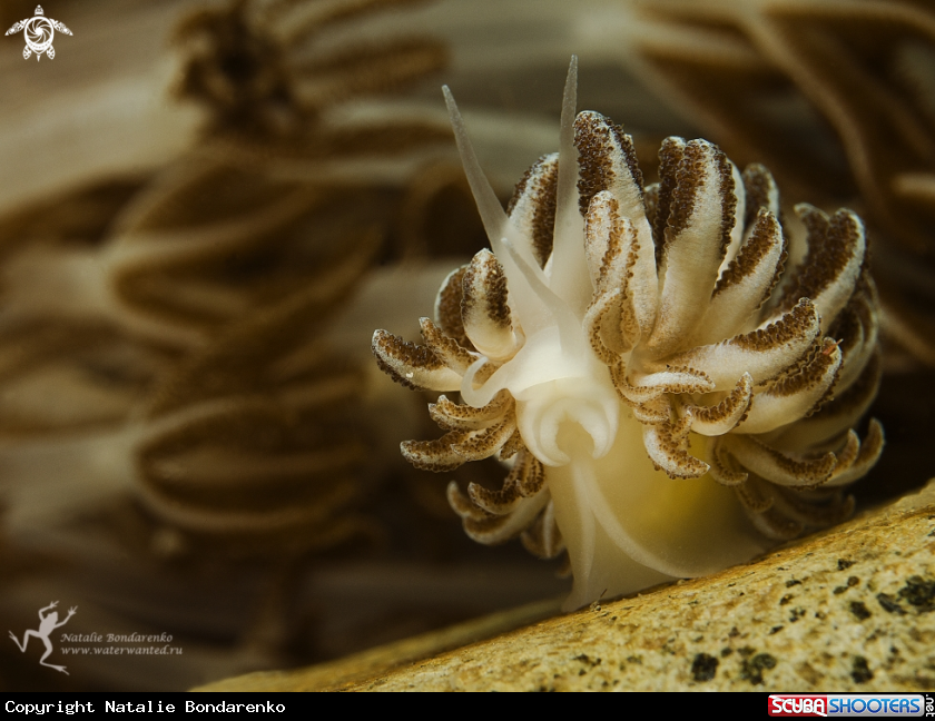 A Nudibranch