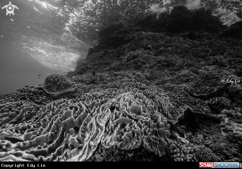 A Waves