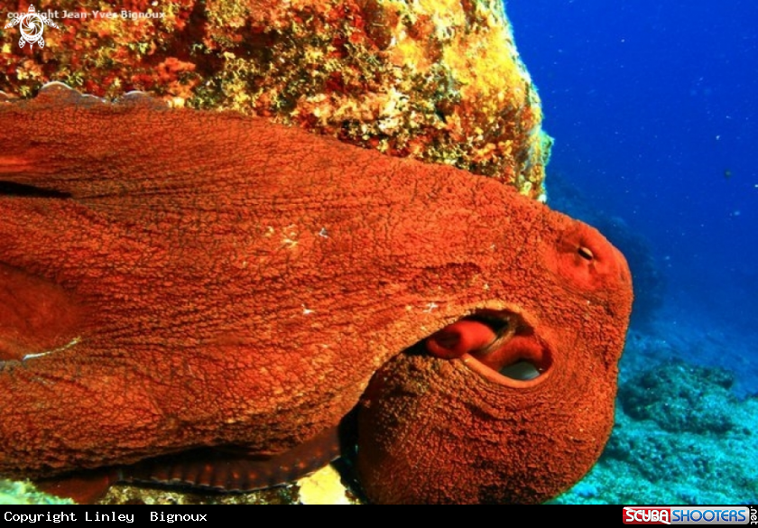A Octupus
