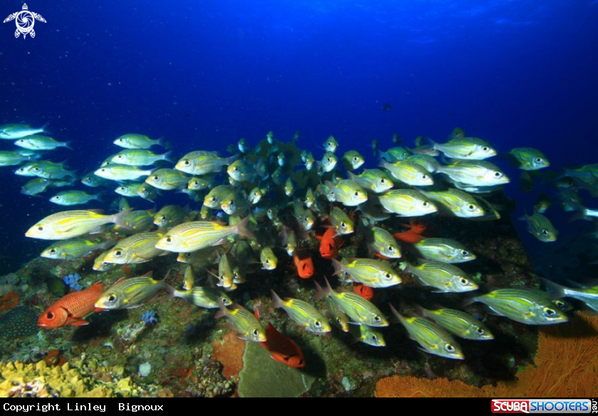 A Cardinal Fish 