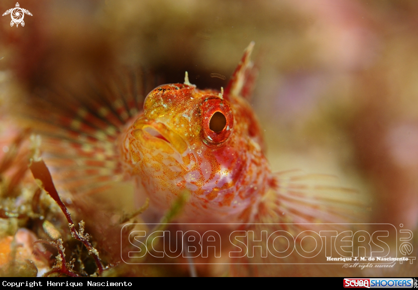 A fish