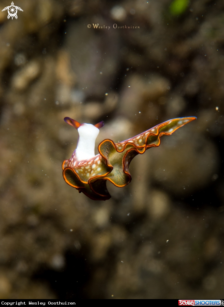 A Nudibranch